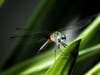Jennifer Felgenhauer of Ocklawaha took these photos of a blue dasher dragonfly in her own back yard. In fact, he patiently posed for an entire series of photos. "He wasn't camera shy at all. Isn't he handsome?"