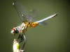 "I get a lot of visitors here in my back yard of Ocklawaha, and I love photographing them," said Jennifer Felgenhauer. 