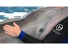 Winter, the famous dolphin whose fight to survive after losing her tail in fishing line was told in the movie "Dolphin Tale," has died. The death at the age of 16 came after Winter contracted a gastrointestinal infection.
