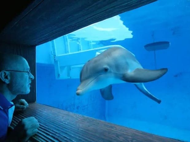 Winter swims over to greet a familiar face. Dr. Dan Strzempka developed the first prosthetic tale for a dolphin enabling the injured dolphin to swim.