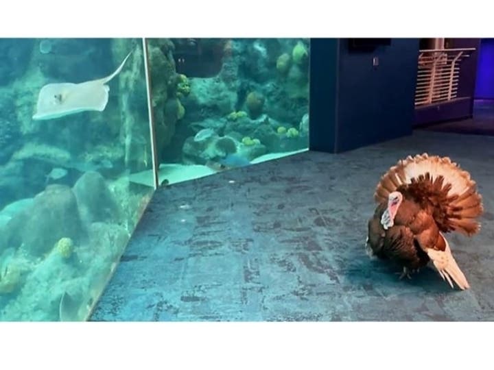 The red bourbon turkey strutted through the aquarium, preening for aquarium residents and visitors alike, grateful that he's not on anyone's Thanksgiving Day dinner menu. 