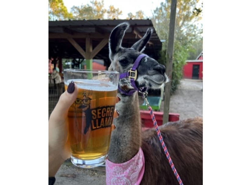 Honey the llama will be on hand at the Tampa International World of Beer Dec. 9.