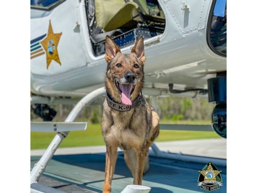 K-9 Strong died Dec. 10 at the age of 6 due to a medical issue. 