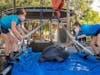 ZooTampa team members prepare to guide Baylo back into the water. 
