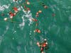 After spreading Winter's ashes in the Gulf, her caretakers tossed rose petals and orchids into the water.