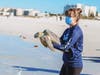 Schmidt, a green sea turtle, was released Wednesday on Clearwater Beach.