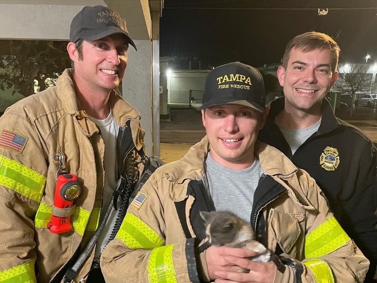 A Tampa resident who heard the plaintive cry of a kitten and searched the area, eventually finding the little ball of fluff stuck in the engine compartment of the resident's car.