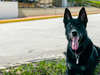 K-9 Fin, a striking black German shepherd, died in his sleep Saturday night. 
