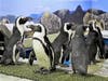 The African penguins look around their new home before cautiously beginning their exploration.
