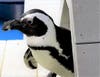 One of the new arrivals takes a look inside a penguin. A few minutes later, the penguin staked its claim on the tiny abode. 