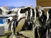 The aquarium's penguin habitat includes ramps to climb and a swimming pool.