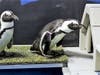 One of the new arrivals takes a look inside a penguin. A few minutes later, the penguin staked its claim on the tiny abode. 