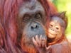 The third season features the birth of an orangutan at the zoo. 