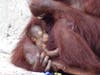 Zoo fan Robyn Noel Graham was lucky enough to capture this close-up photo of the baby Borean orangutan sleeping. 