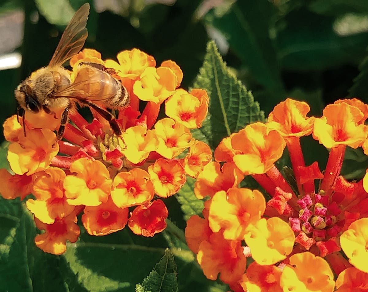A bee visit a lantana in David Lubin's Tampa garden.