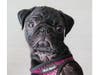 Bucky, a 3-year-old pug, died after being thrown off a seventh-floor balcony of a Clearwater high-rise condominum. 