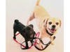 Eric Adeson said he adopted Bucky three years ago as a companion to his 13-year-old dog, Sandy, who was fighting cancer. 