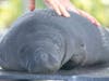 Plans call for a nursery pool for orphaned manatee calves.