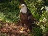 Visitors will also find the American bald eagle in the Florida Wilds.