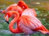 A flock of flamingos brings some color to the Florida Wilds.