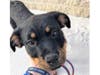 Witnesses said Noah Counts kicked a 3-month-old puppy in the face, dragged it by its leash and threw it over a wall.
