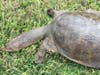 Sick turtles may be slow and lethargic, and may be found laying on the ground with their head and neck outstretched. 