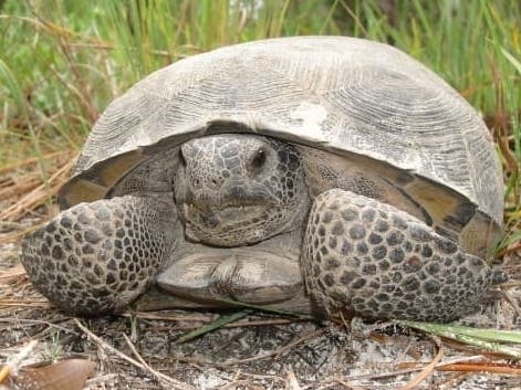 As a keystone species of Florida wildlife, the gopher tortoise plays a critical role in the survival of many other species. 