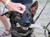 K-9 Krys was among five law enforcement dogs that graduated last week. 