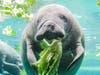 With seagrass beds dying off, manatee rescuers are feeding manatees lettuce to prevent starvation. 