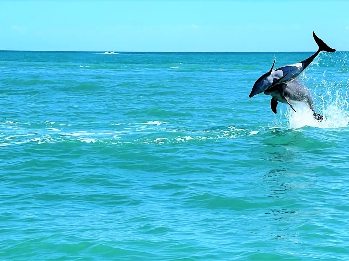 Allison Schott took these photos of some playful dolphins on Casey Key. 