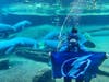 A Tampa police diver helps The Florida Aquarium's manatees get into the spirit of the occasion. 