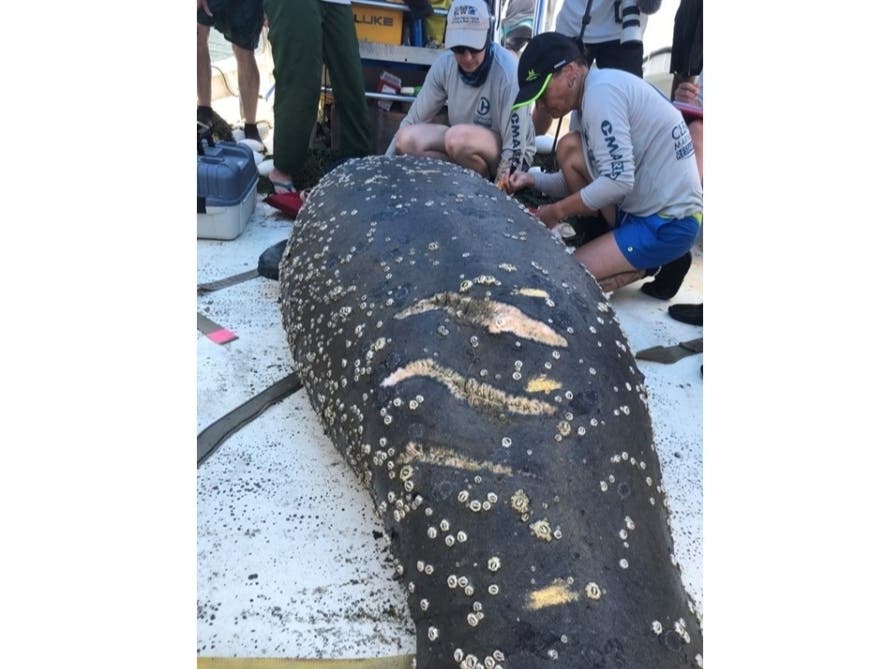 Data collected by the Belize Marine Mammal Stranding Network​ found that collision with watercraft accounted for the main cause of manatee strandings over a 23-year period, from 1997 to 2019. 