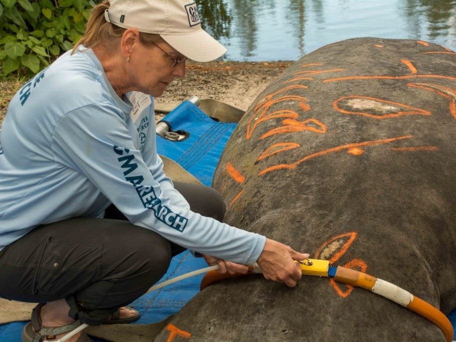 The nonprofit Clearwater Marine Aquarium plans to break ground by the end of this summer on a 20- by 30-foot rehabilitation pool at its Island Estates location in Clearwater. 