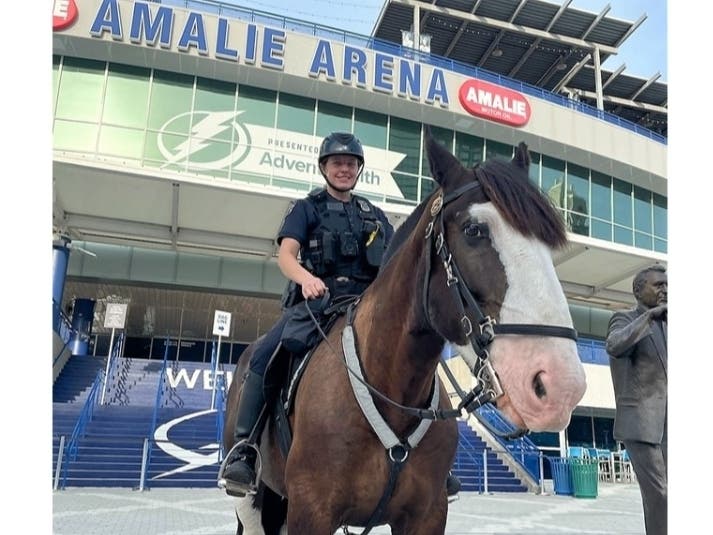 Opus X, a 7-year-old Shire horse, was donated to the Tampa police by the Arturo Fuente family.