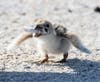 Largo resident took this photo of a skimmer chick eating a cigarette butt, prompting a renewed effort to ban smoking on Florida beaches. 