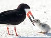 A black skimmer, a bird that nests on Gulf beaches during the summer, mistakes a cigarette butt for the skimmer's main food source, silver-white minnows, and feeds the butt to her chick. 