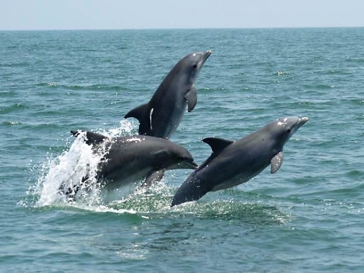 This new species of dolphin discovered along the East Coast is proposed to be named Tamanend's bottlenose dolphin. 