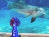The bottlenose dolphin received a personalized cone to play with for his 20th birthday. 