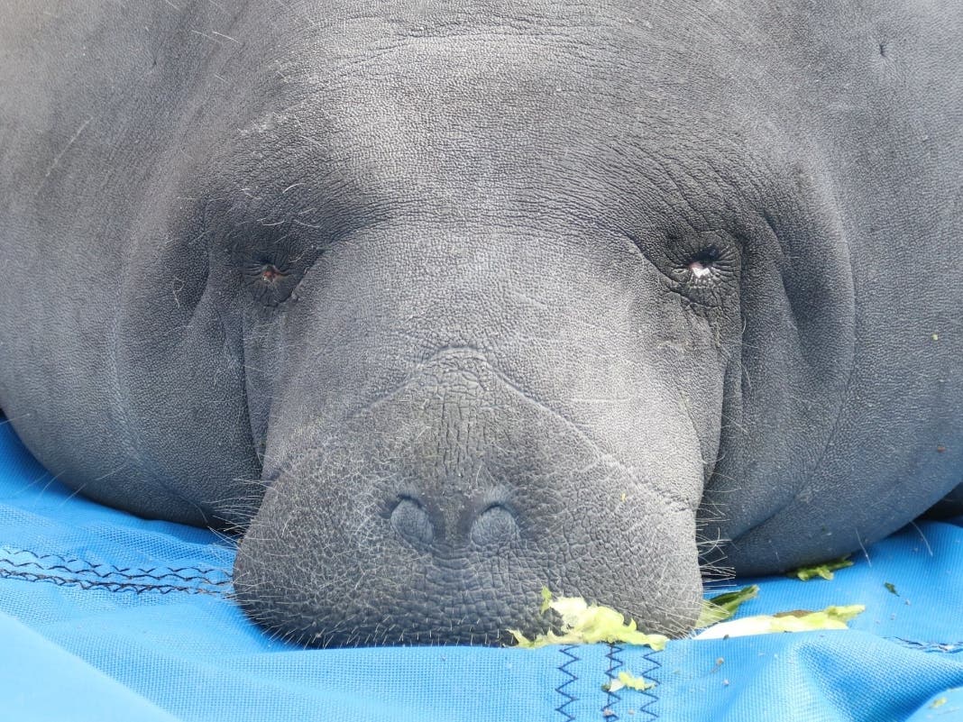 The pregnant manatee was rescued from Blue Springs State Park after being critically injured by a boat strike. 