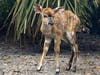 This baby boy nyala was born June 26. Up until now, he has been behind the scenes bonding with his mom, but recently made his first public appearance. 