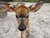 This baby boy nyala was born June 26. Up until now, he has been behind the scenes bonding with his mom, but recently made his first public appearance. 