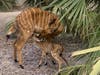 This baby boy nyala was born June 26. Up until now, he has been behind the scenes bonding with his mom, but recently made his first public appearance. 