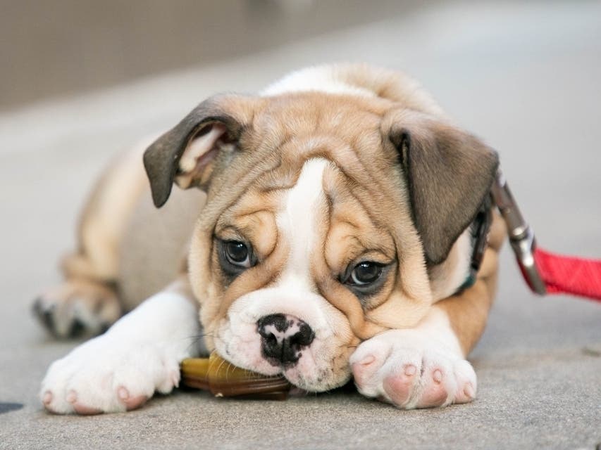 Animal control officials recommend that residents who are looking for a pet-sitter thoroughly research the business.