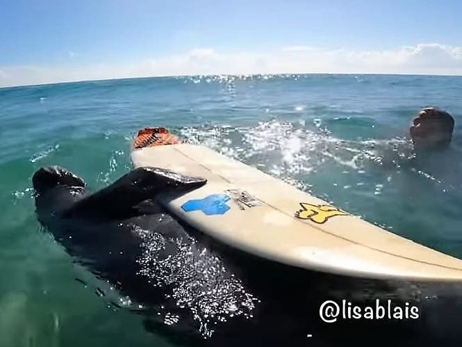 Evan Blais was surfing at Fort Pierce Inlet Park when a manatee stole his surfboard. Watch the video of the playful encounter.