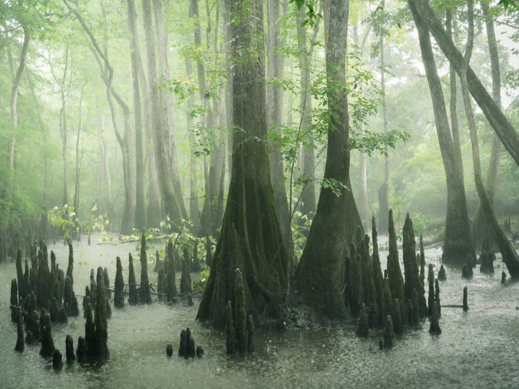 Yellow River Marsh Preserve State Park protects one of Florida's last remaining tracts of wet prairie including the largest community of carnivorous pitcher plants in the state.