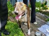 Bruno is all smiles after being found unconscious in an apartment fire and resuscitated by Hillsborough County firefighters. 