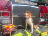 Captain will serve as the station's official mascot and join firefighters during public education events. 