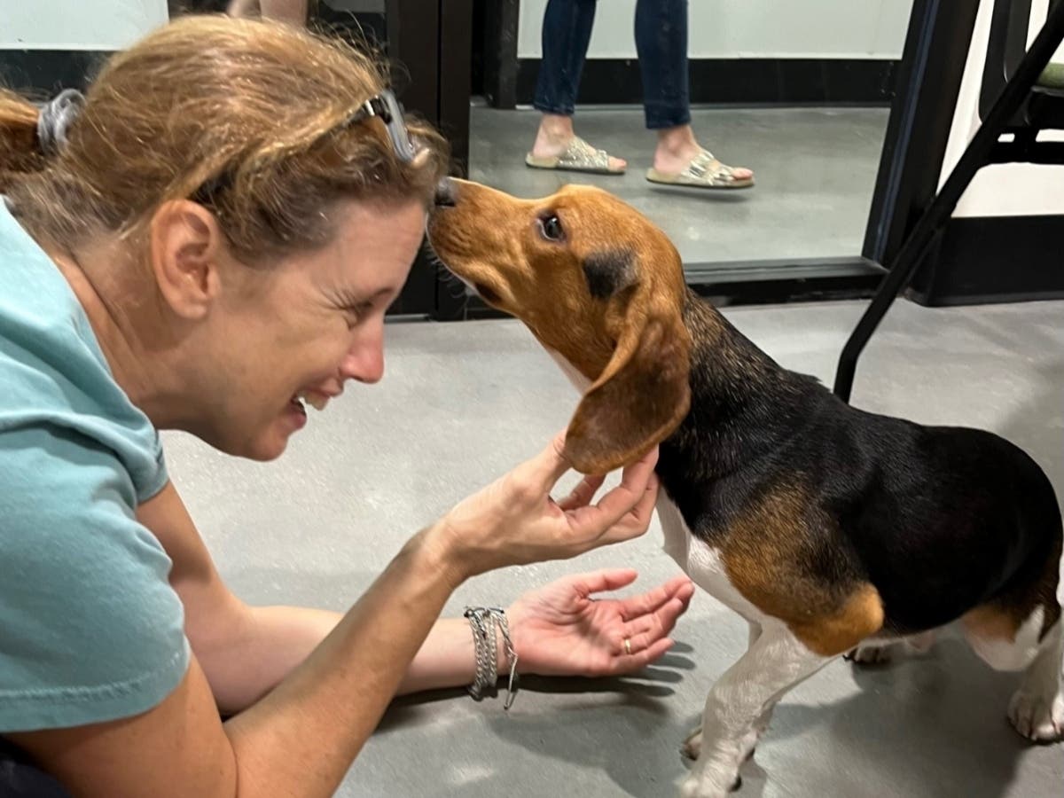 15 Beagles Rescued From Virginia Research Facility Have New Homes ...