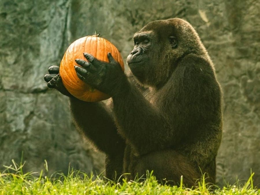 The animals at Busch Gardens will wait out the storm in secure shelters to ensure their safety. 
