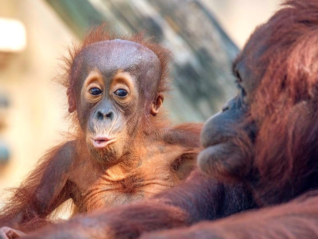 Bornean orangutan Josie and her baby are ready to hunker down and ride out the storm at ZooTampa.